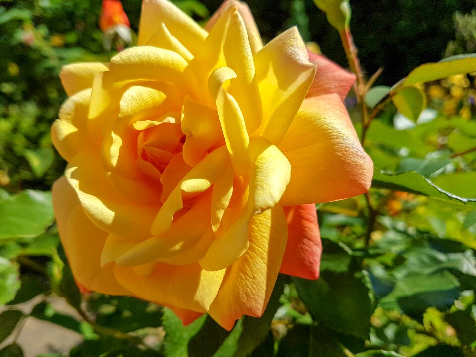 Vicky yellow roses macro