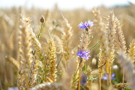 Field brown field brown wheat