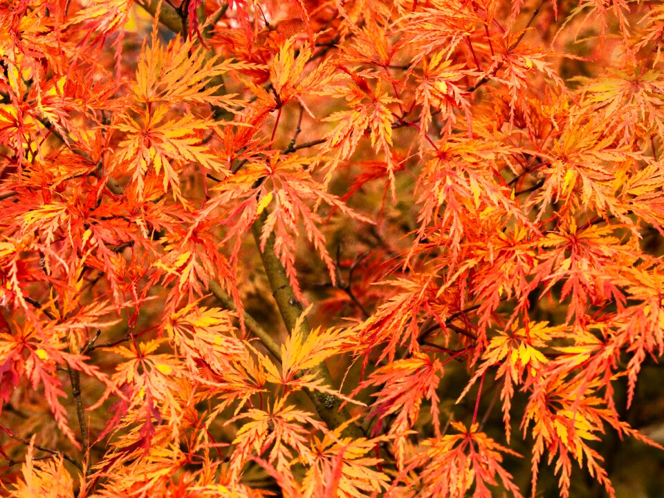 Japanese maple leaves autumn colours