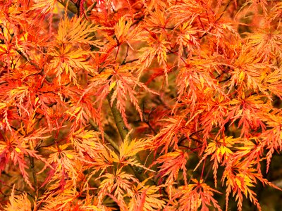 Japanese maple leaves autumn colours photo
