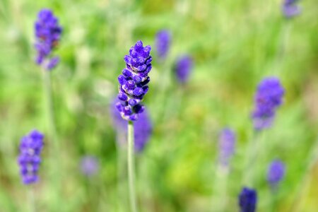 Fragrant blue violet
