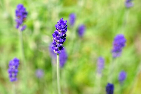 Fragrant blue violet photo