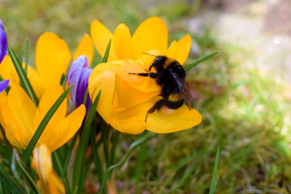 Plant spring hummel