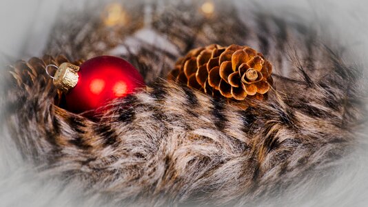 Pine cones greeting card fluffy photo