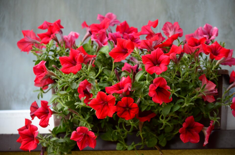 Flowers terrace nature