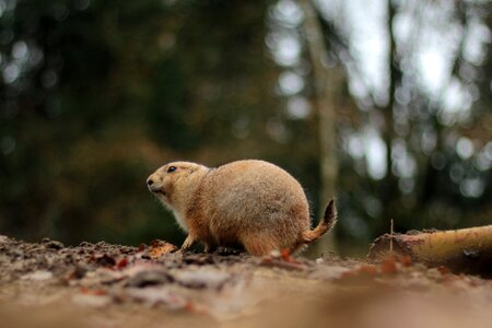 Prairie mammal curious
