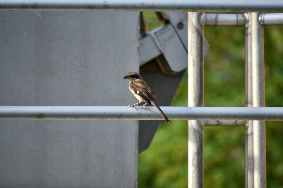 Shrike mozu a small raptor
