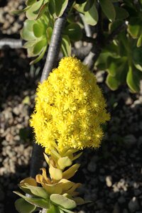 Flowering leaf granadilla de abona