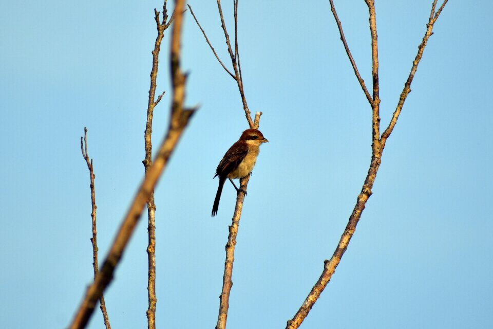 Wood bird wild birds