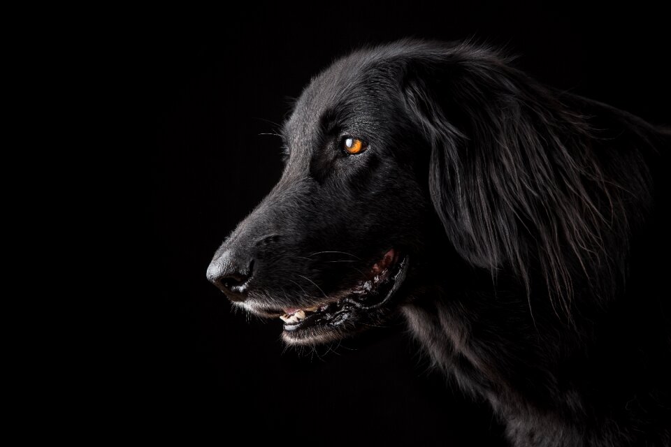 Portrait cute purebred dog