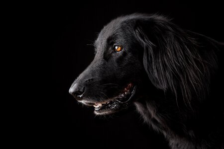 Portrait cute purebred dog