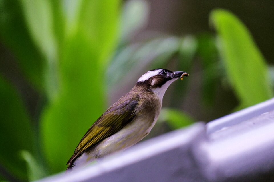 Cute bird open country fly
