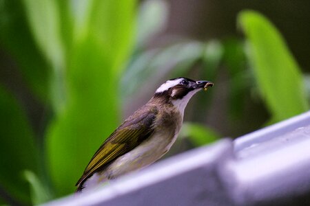 Cute bird open country fly