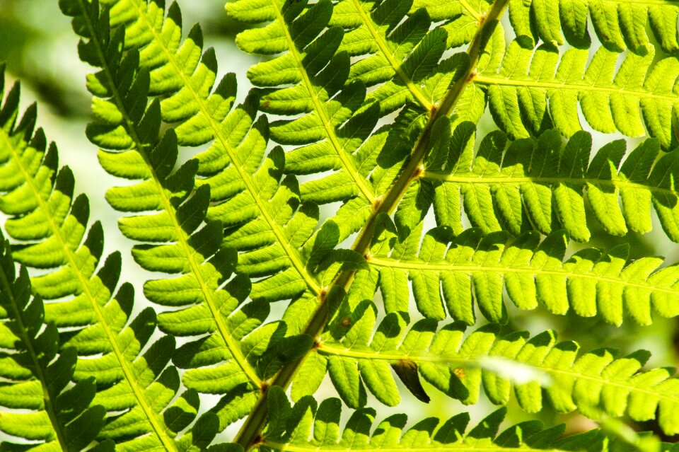 Green leaf nature small plant