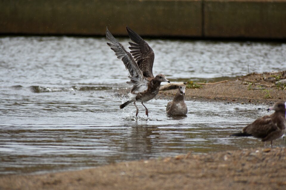 Bird wild birds seabird