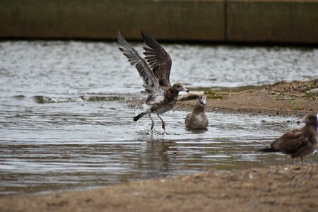 Bird wild birds seabird