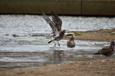 Bird wild birds seabird photo