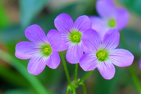 Wild flowers wild nature