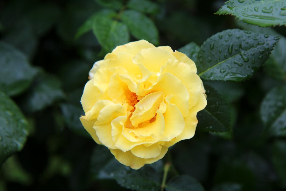 Flowering rose bush flowering yellow roses