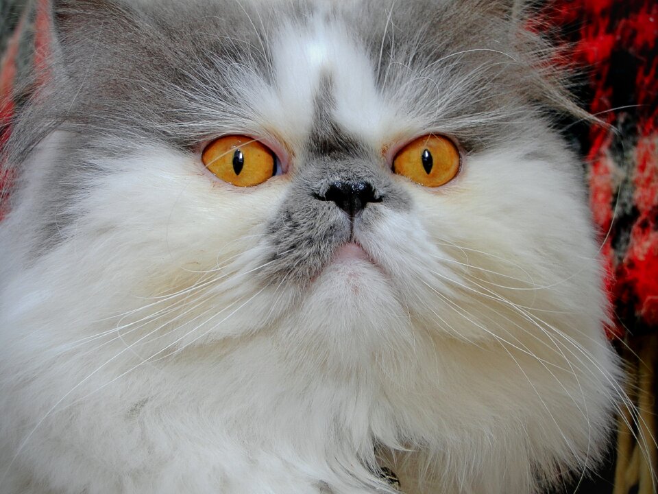 Looking domestic feline