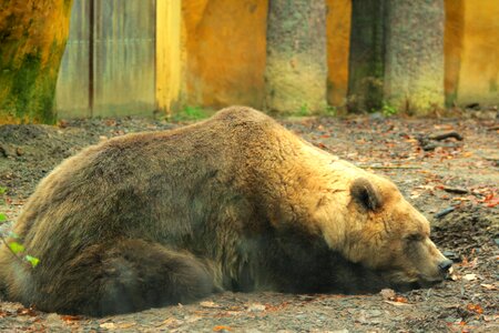 Hairy muzzle ursus