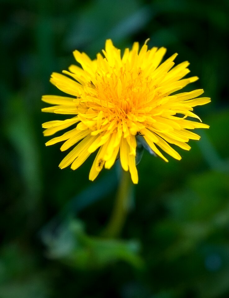 Summer plant yellow photo