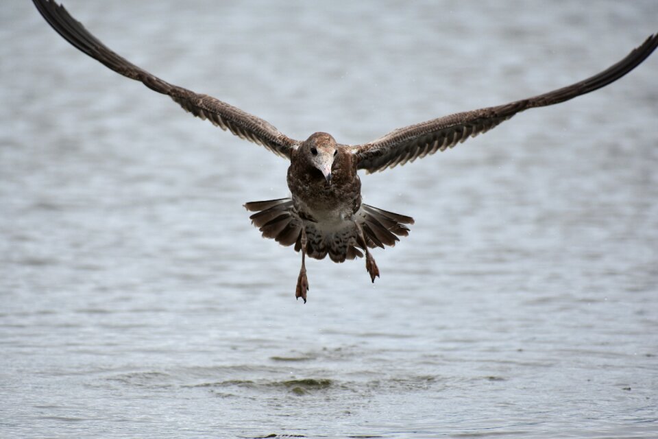 Bird wild birds seabird