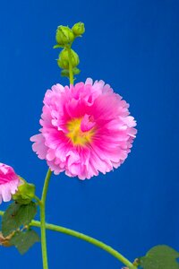 Wild flowers hua xie red