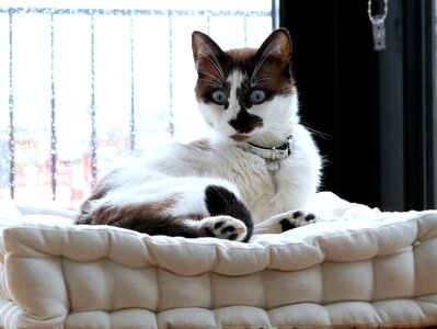 Looking surprised bed photo