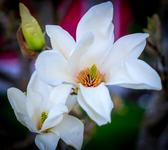 Plant petal nature photo