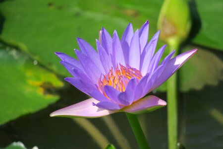 Flowering green cool