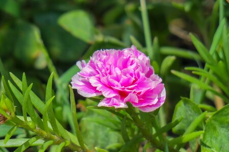 Wild flowers hua xie red