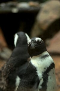 Penguin bird beak photo