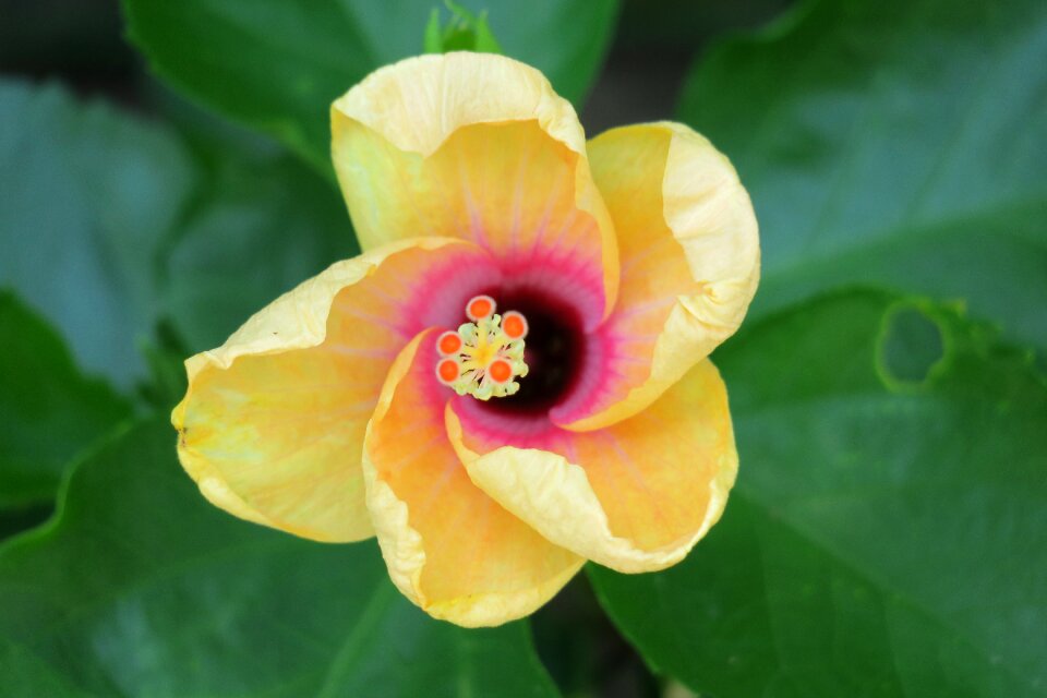Bloom light beautiful