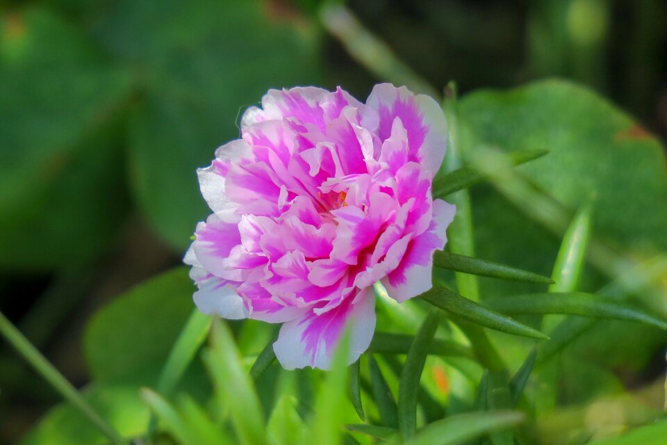 Wild flowers hua xie red