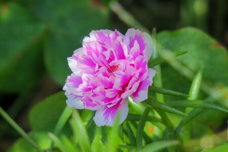 Wild flowers hua xie red