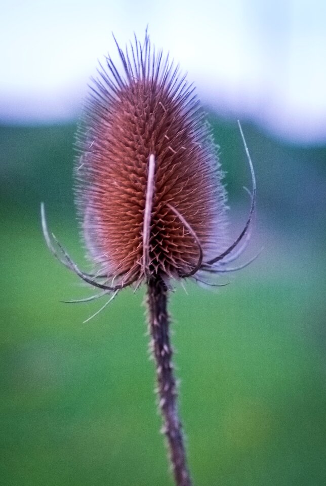 Plant close up thistle
