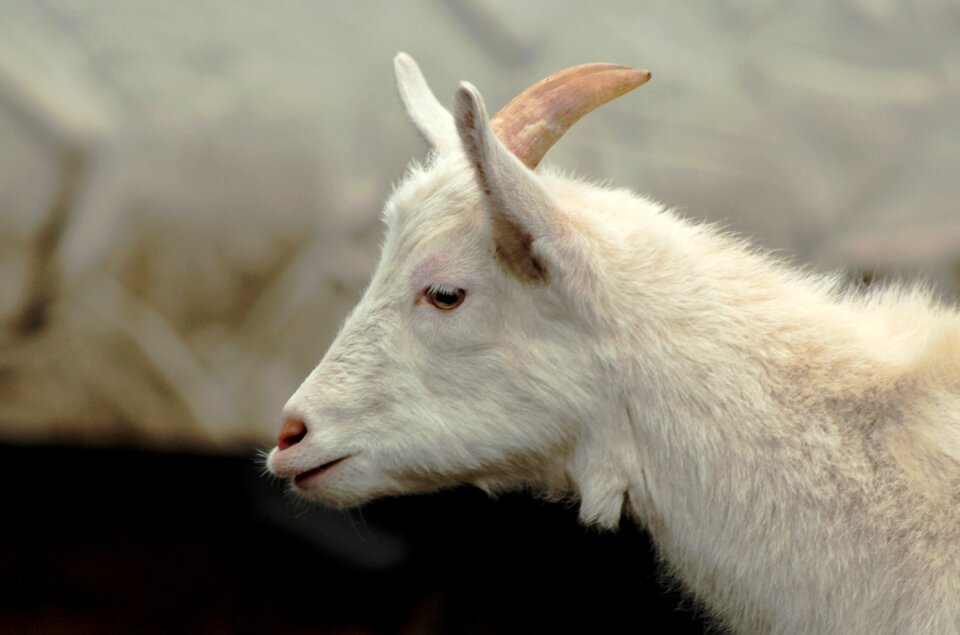 Gehoornd white ungulates