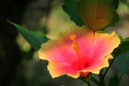 Bloom light beautiful