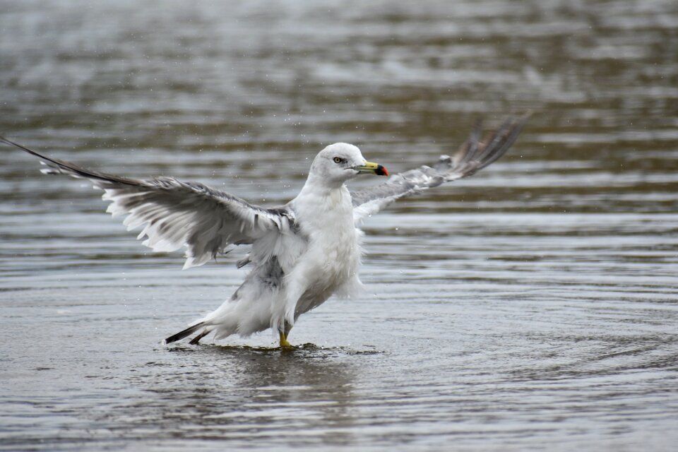 Bird wild birds seabird