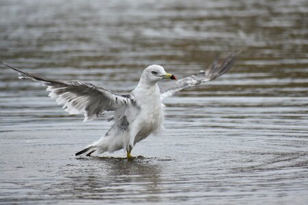 Bird wild birds seabird photo