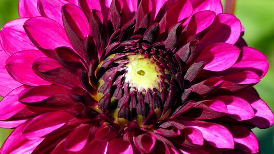 Dahlia red violet light