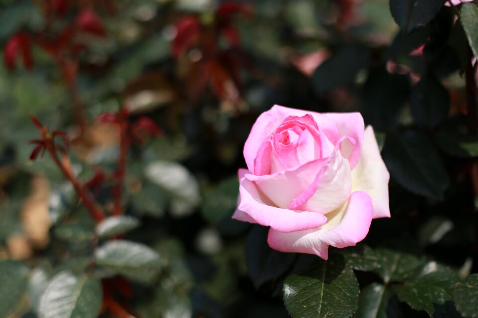 Pink rose beautiful cluster