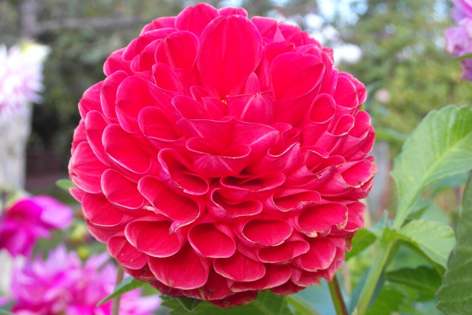 Garden petals flora