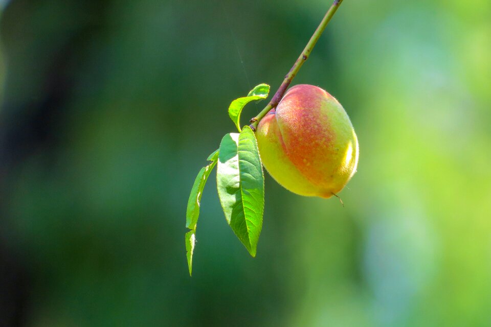 Mature peaches green