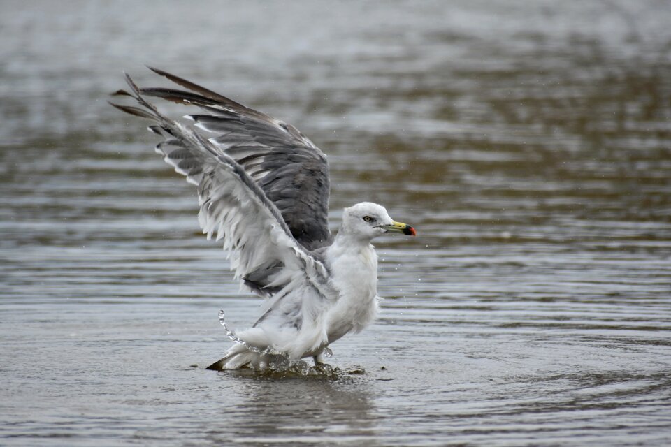 Bird wild birds seabird