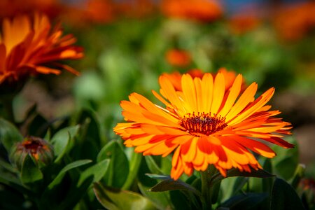 Petals garden spring photo