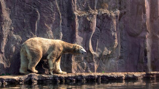 Animal world predator large