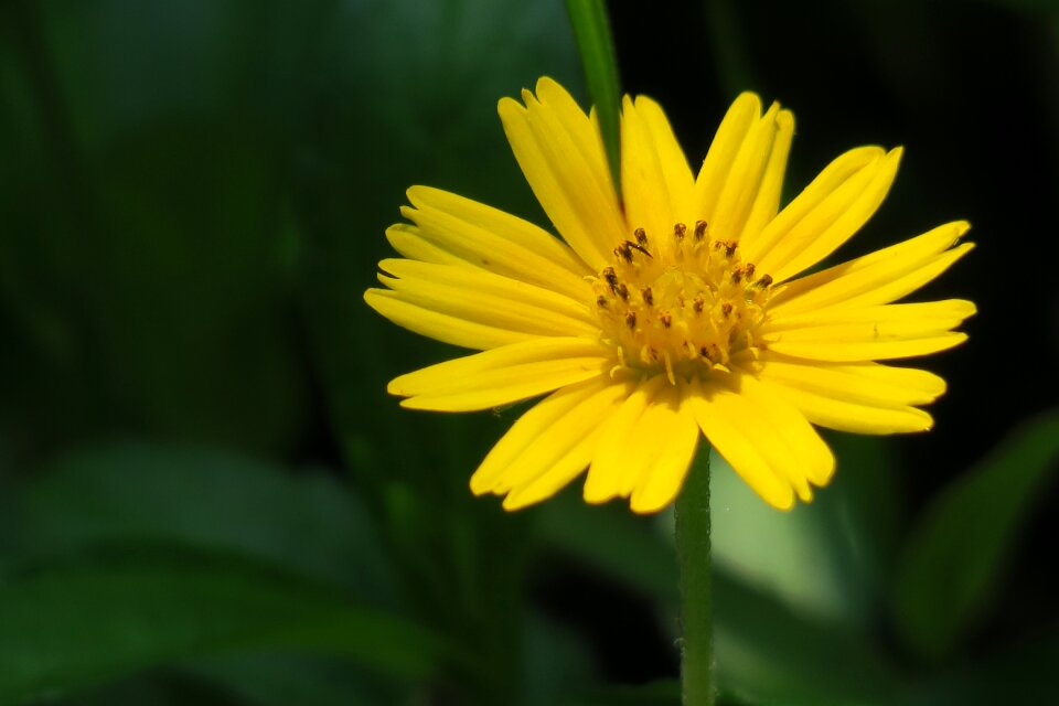 Bloom light beautiful