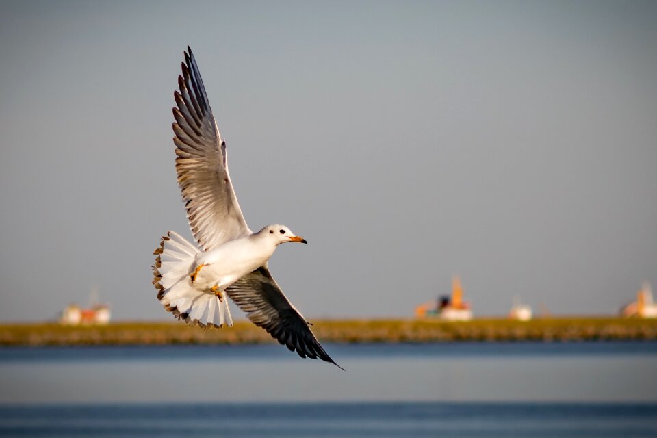 Seagull nature outdoor